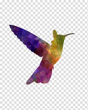 Hummingbird Watercolor painting Art Oil paint, painting transparent background PNG clipart