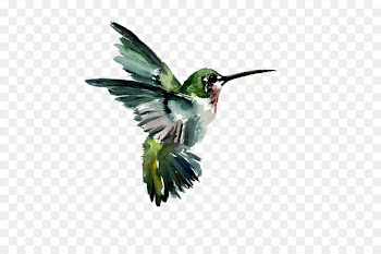 Hummingbird Watercolor painting Drawing - Hummingbird 