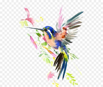 Hummingbird Watercolor painting Drawing - Hummingbird 
