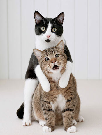 Humorous Cat Embrace