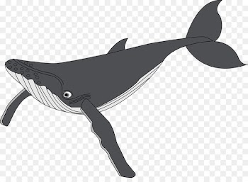 Humpback whale Clip art - Cute whale 