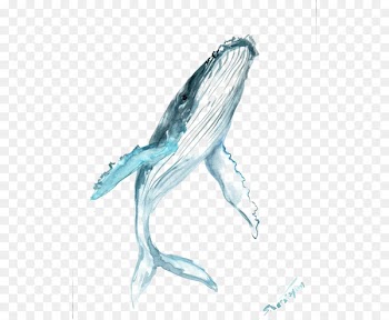 Humpback whale Drawing Watercolor painting Clip art - blue whale 