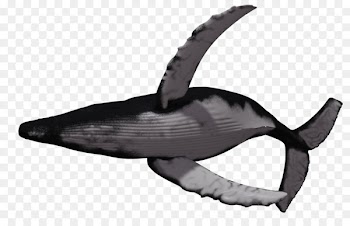 Humpback whale Killer whale Clip art - whale 