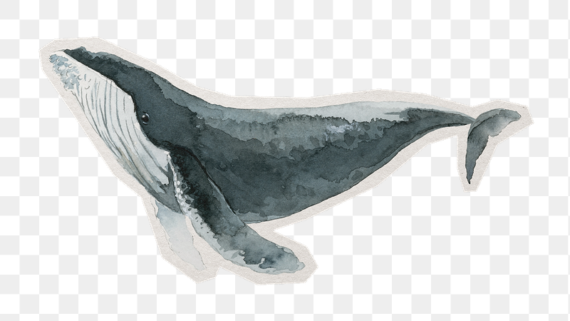 Humpback whale png watercolor sticker, | Free PNG - rawpixel