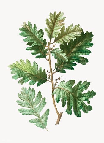 Hungarian oak branch | Free stock vector - 569524