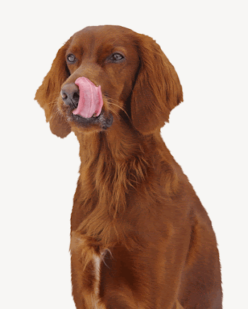 Hungry brown dog collage element, | Free PSD - rawpixel