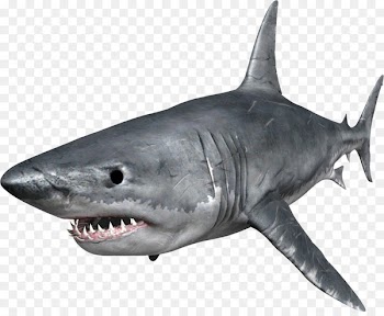 Hungry Shark Evolution Great white shark Clip art - sharks 