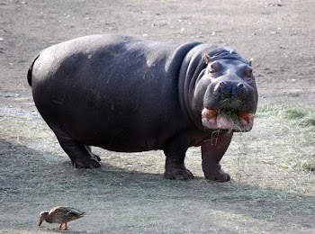 HungryHungryHippo.jpg