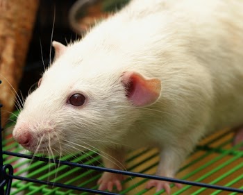 Hunter_de_Rat.jpg