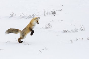 Hunting fox, Hayden Valley. Original | Free Photo - rawpixel