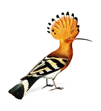 Huppe commune (Hoopoe) illustrated by Charles.. | Free stock vector - 467538