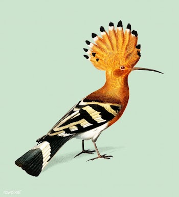 Huppe commune (Hoopoe) illustrated by Charles.. | Free stock vector - 467554