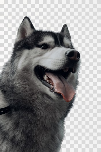 Husky dog PNG transparent
