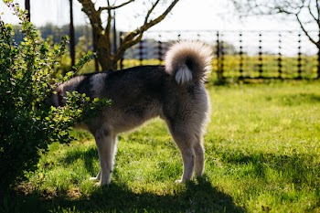 Husky in the garden