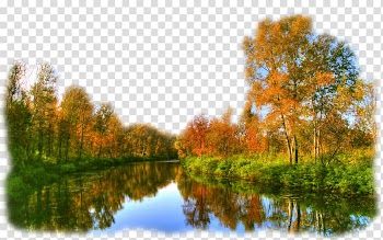 HVGA Tree Aspect ratio, sque landscape transparent background PNG clipart