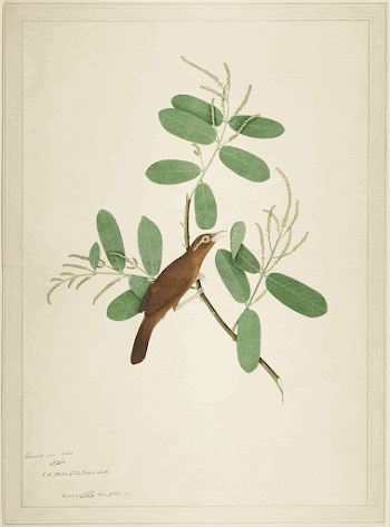 Hwamei on Terminalia Branch (1780) | Free Photo - rawpixel