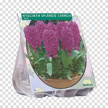 Hyacinth Daffodil Bolgewas Crown imperial Bulb, hyacinth transparent background PNG clipart
