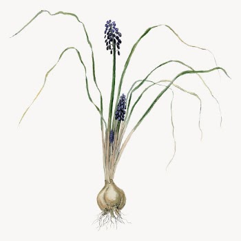 Hyacinth illustration, aesthetic floral illustration | Free Vector - rawpixel