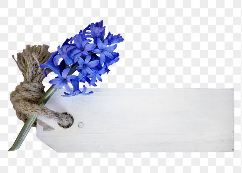 Hyacinth & label png sticker, | Free PNG - rawpixel