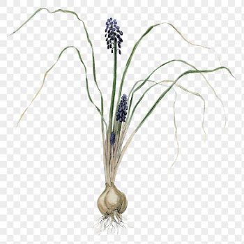Hyacinth png sticker, vintage botanical | Free PNG Sticker - rawpixel