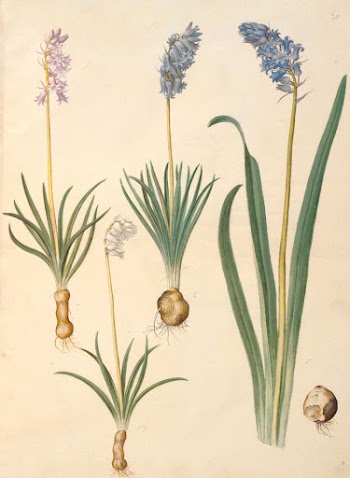 Hyacinthoides non-scripta (common bellflower);Hyacinthoides hispanica | Free Photo - rawpixel