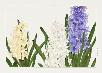 Hyacinthus flower woodblock painting by Tanigami | Free Photo Illustration - rawpixel