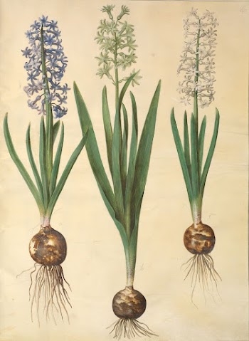 Hyacinthus orientalis (common hyacinth) by Maria | Free Photo - rawpixel