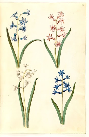Hyacinthus orientalis (common hyacinth) by Maria | Free Photo - rawpixel