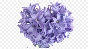 Hyacinthus orientalis Purple Bulb Perennial plant Blue - Purple hyacinth image 