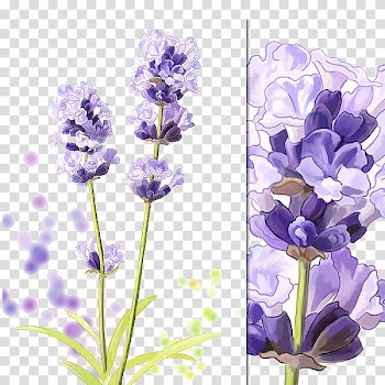 Hyacinthus orientalis Purple Cartoon, Purple lavender transparent background PNG clipart