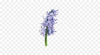 Hyacinthus orientalis Purple Download Flower - Purple hyacinth 