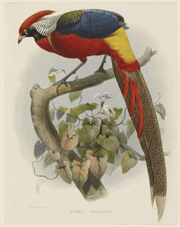 Hybrid Pheasant (1870&ndash;1872) painting in high | Free Photo - rawpixel