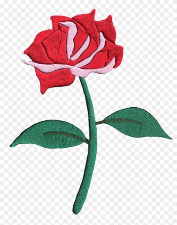 Hybrid Tea Rose