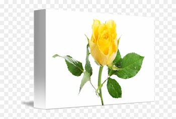 Hybrid Tea Rose