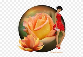 Hybrid Tea Rose