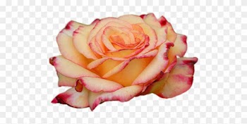 Часть - Hybrid Tea Rose