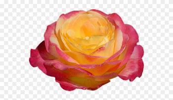 Клипарт - Портреты Роз - - Hybrid Tea Rose