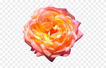 バラの花 - Hybrid Tea Rose