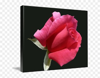 Hybrid Tea Rose