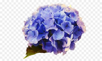 Hydrangea, Blue, Flower, Flowering Plant PNG