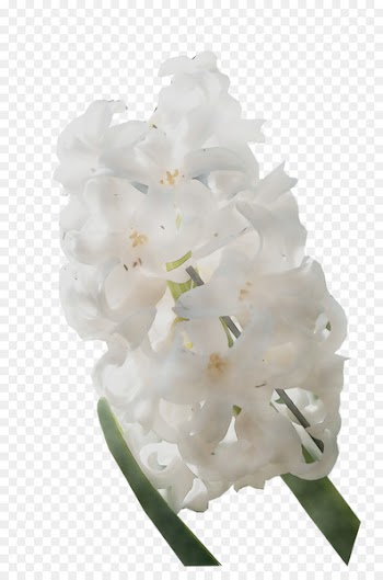 Hydrangea Cut flowers -  