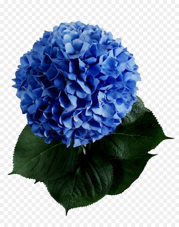Hydrangea Cut flowers Annual plant Plants -  