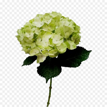 Hydrangea Cut flowers Artificial flower Annual plant -  