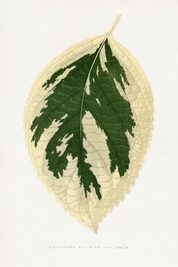 Hydrangea Japonica Variegata leaf illustration | Free Photo Illustration - rawpixel