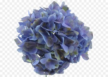 Hydrangea Lavender Flower Blue Purple - lavender 