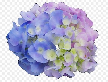 Hydrangea Petal Cut flowers Violaceae -  