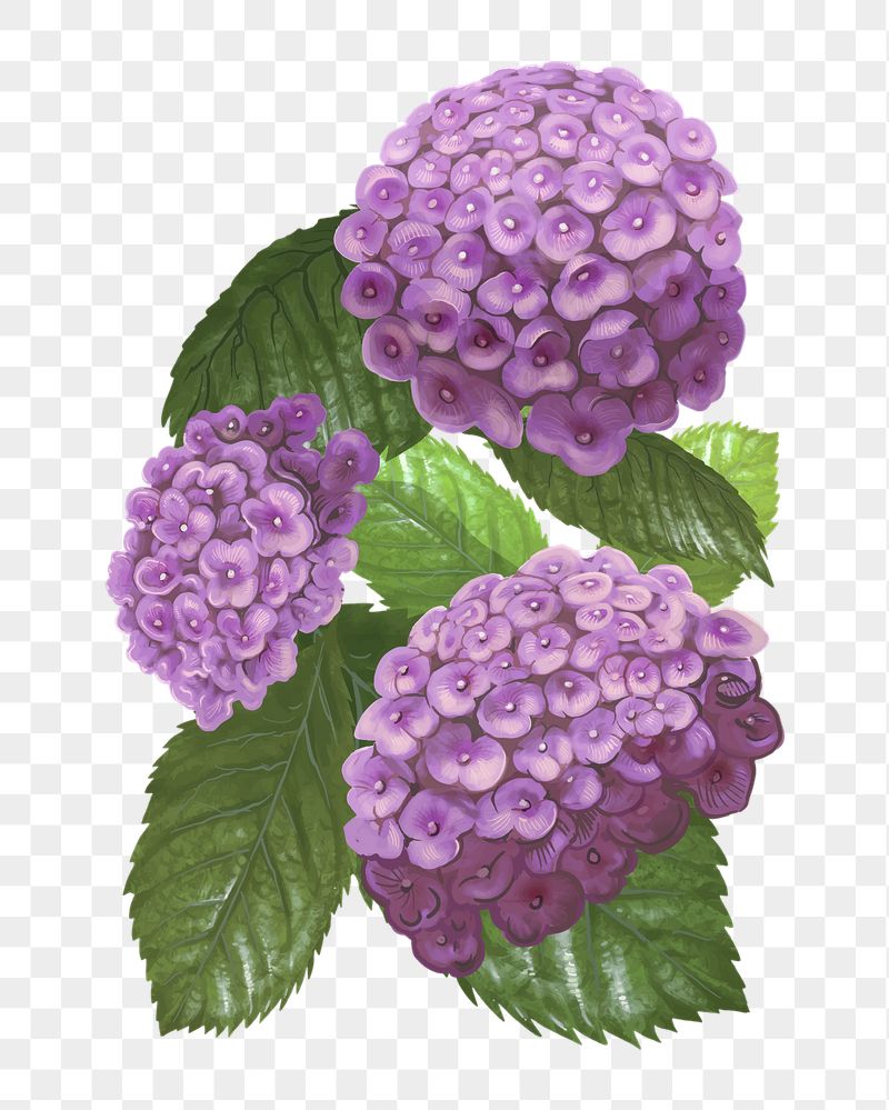 Hydrangea png flower sticker illustration, | Free PNG - rawpixel