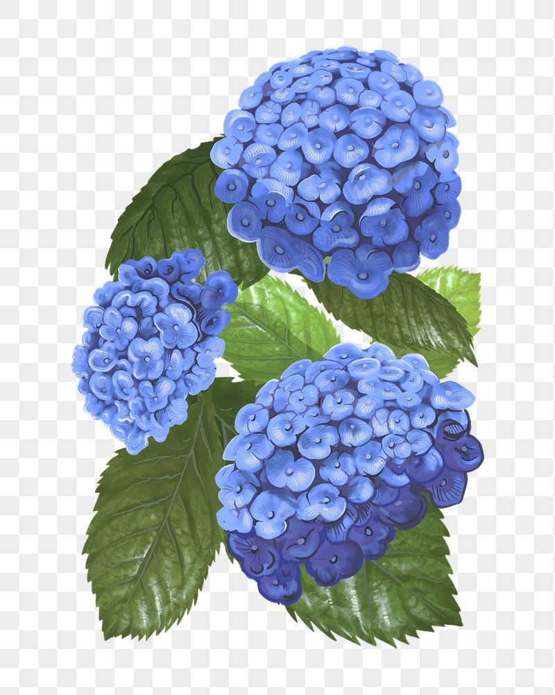 Hydrangea png flower sticker illustration, | Free PNG - rawpixel