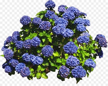 Hydrangea Shrub Tree Clip art - Bush 