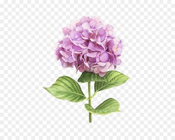 Hydrangea Watercolor painting Botanical illustration Art - Painted pink floral flower ball 